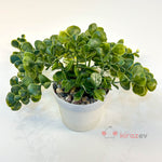 Beyaz Saksılı Yeşil Okaliptus Sarkıt Yapay Bitki