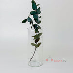 Silindir Cam Vazo Mumluk Orta Boy