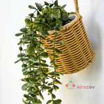 Beyaz Çizgili Saksıda Yeşil Okaliptüs Sarkıt Yapay Bitki