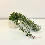 Beyaz Çizgili Saksıda Yeşil Okaliptüs Sarkıt Yapay Bitki