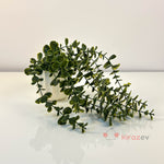 Beyaz Çizgili Saksıda Yeşil Okaliptüs Sarkıt Yapay Bitki