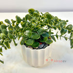 Beyaz Çizgili Saksıda Yeşil Okaliptüs Sarkıt Yapay Bitki