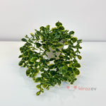 Saksılı Yeşil Okaliptus Sarkıt Yapay Bitki