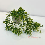 Saksılı Yeşil Okaliptus Sarkıt Yapay Bitki